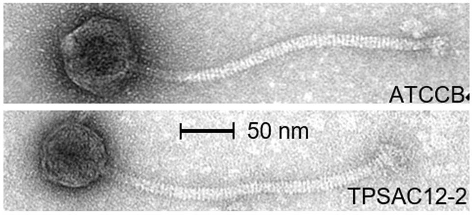 Electron micrographs of morphotype 3 phages from this study.
